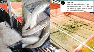 Pemula yang bingung dengan warna ikan lele PUCAT tonton video ini, agar kalian tidak BINGUNG