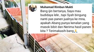 Hari gini masih saja ada pemula yang BINGUNG jual ikan lele hasil panennya kemana❓