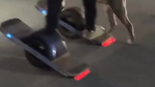 Modern technologies for dog walking