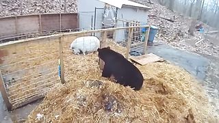 The pigs drove the bear out of their territory
