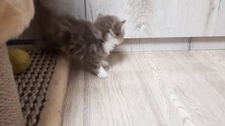 лиловое чудо.