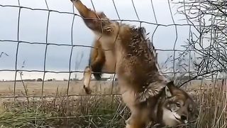 Brave