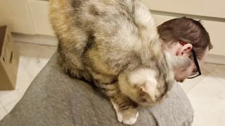 Любимый кошкин человек.