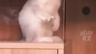 Some funny cats