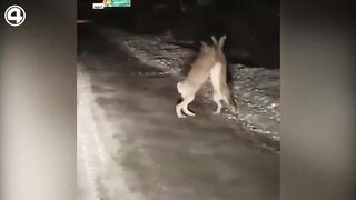 Драка гигантских зайцев на трассе