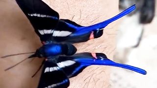 Rhetus arcius butterfly