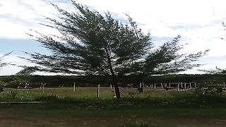 "Wonders of Fir Trees: Enchanting Natural Beauty"