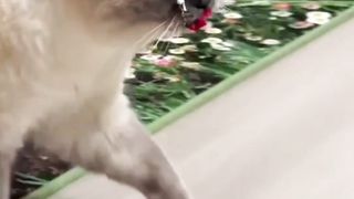 Kocheng Mbuuul Pandai Bisa Menangkap Maenan