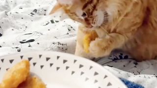 Chicken Nugget Menu Makanan Kocheng Oyen
