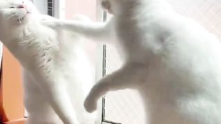 Kesian Kocheng Putih yang di Depan