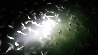 Apa yang membuat kalian tertarik untuk budidaya ikan lele❓Hobi atau untuk usaha❓