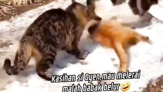 Tawuran Versi Kocheng