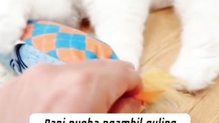 Kocheng Putih Punya Guling Kesayangan