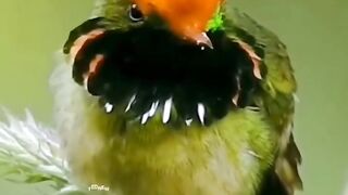 The Amazonian crowned fly-eater
