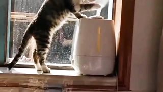 Ada Ada Saja Kelakuan Kocheng Belang