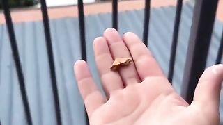 You shouldn't have fed the parrot
