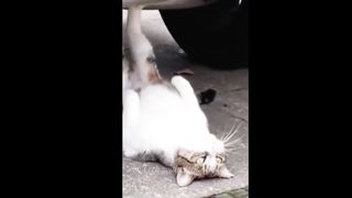 Best Funny Animal Videos 2024 Part 11