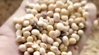Today soybean mandi rate in India