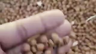 Today green chickpea mandi rate