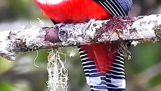 The Collared trogon bird is amazing in its beauty