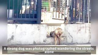 The strong puppy who lost both legs, struggling to find food,a month after being.