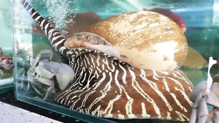 Vietnamese Street Food MONSTER SEA SNAIL Quy Nhon Seafood Vietnam.