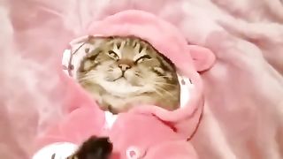 The cat lies and dances at the same time