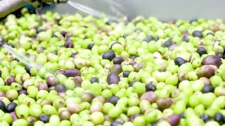 How to Produce Millions of Olive Soap Bar in Traditional Soap Factory - Olive Ha.