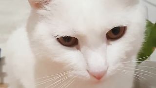 Как Тиша реагирует на слово нельзя