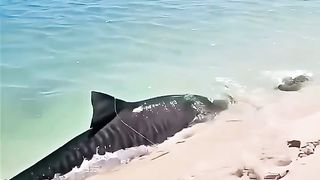Shark ????