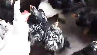 A feather on the legs