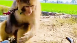 snake monkey fighting
