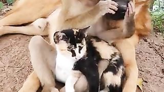 The Mischief Trio: Cats, Dogs, and Monkeys Engage in Entertaining Pranks!"