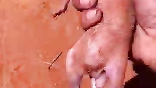Sauvetage animal
