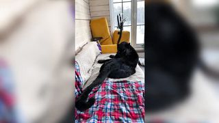 Panther Luna conquers lying trees