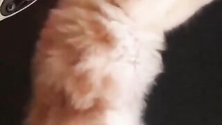 A cat who found a comfortable bed