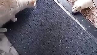 Пришла опять, хочет познакомиться поближе