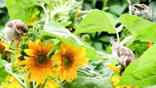 funny birdy eat in the flowers