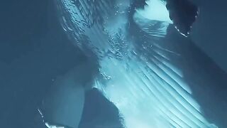ocean wave dance, in ancient times this dance would roll pre-pirate ships around