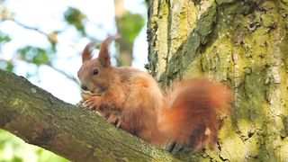 funny squirrel eat on the tree