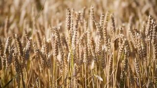wheat in the wind