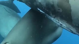 they play in whirlpools, and destroy ships that pass by them