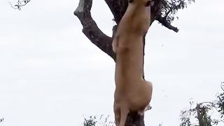 Who said lions don't climb trees?