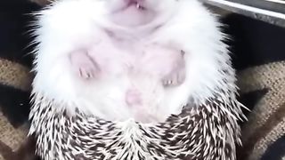 His Cute little tooth!