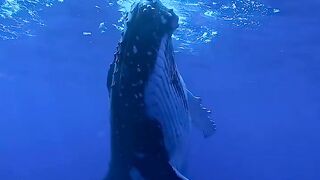 a sea monster at the bottom of the sea, and in the past he once swallowed a fishing boat and was hunted by pirates
