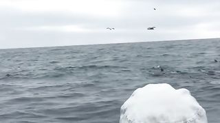 shocked by the appearance of sea mustard