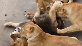 Male Lion killed by Lionesses