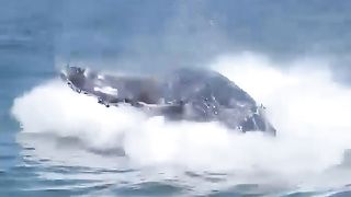 see this video, a seabed monster that comes to the surface and causes a tsunami that hits their ship