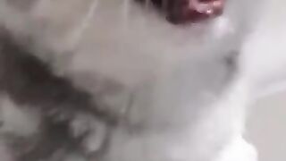 Huaa_Random Cat