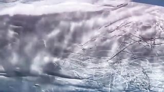 look and pay attention to this video, every scratch contains a very intense war at that time, in order to protect his flock he destroyed everything